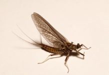 On the Fly: Match the hatch