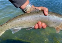 Fishing Report: Check local guidelines on campfires this Memorial Day weekend, most waters well stocked with fish plants | Carson City Nevada News