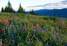 Three Perfect Summer Days In Vail