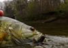 It’s prime time for smallmouth bass fishing in rivers