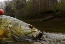 It’s prime time for smallmouth bass fishing in rivers