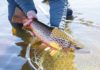 Tenkara rod Euro-nymphing | Hatch Magazine