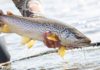 The seven deadly sins of fly fishing | Hatch Magazine