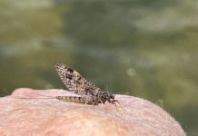 Fishing report: Free fishing over Mother’s Day weekend | Outdoors