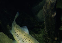 DEM stocking trout in ponds across Rhode Island for Memorial Day Weekend