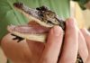 I Went To An Alligator Farm, And Here’s Why It Was An Unforgettable Experience
