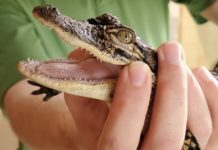 I Went To An Alligator Farm, And Here’s Why It Was An Unforgettable Experience