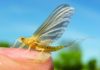 Mayflies make May primetime for fly anglers | News, Sports, Jobs