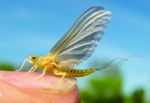 Mayflies make May primetime for fly anglers | News, Sports, Jobs