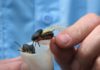 Brood X’s arrival creating a ‘non-stop buzz’ among anglers eager to go cicada fishing