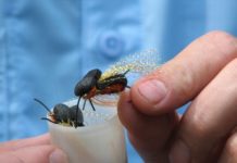 Brood X’s arrival creating a ‘non-stop buzz’ among anglers eager to go cicada fishing