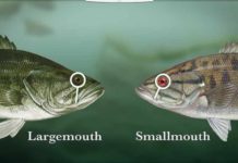 Video: How to Catch Bass on a Fly