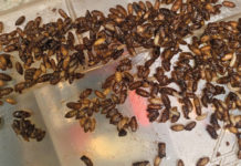 Follow your nose to find house fly source