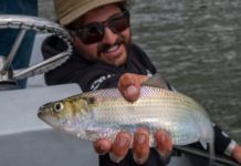 Sunday Story: Hooked on the Shad Run