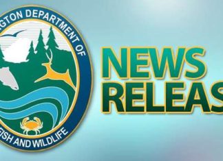 Nisqually River Tributaries to Close for Trout and Gamefish – Dailyfly.com Lewis-Clark Valley Community