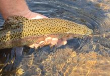 Big changes on the trout strhttps://presto.gannettdigital.com/eams