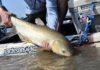 Pro Tips: How to Catch Grass Carp on the Fly