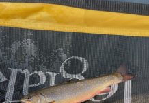 Fly Fishing NH’s Remote Trout Ponds With The Mikey Special