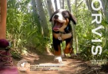 Meet the Latest Orvis Cover Dog Winners!