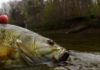Prime Time for Smallmouth Bass Fishing in Rivers