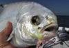 Tips on How to Fly Fish for Pompano
