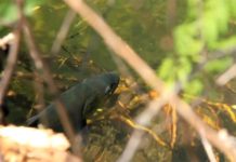 Master Class Monday: How to Choose a Nymph for a Tandem Rig