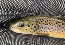 New TU Program Aims to Restore the Battenkill to Former Glory