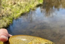 Fishing For Native Trout? Leave Your Goals At Home