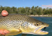 My Favorite Easy Leech Pattern