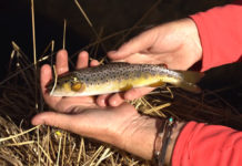 Video: How to Fish a Small Stream