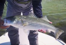 Video: How to Catch Striped Bass on a Fly, with Tom Rosenbauer