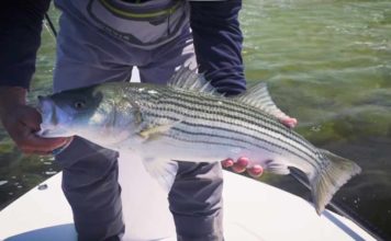 Video: How to Catch Striped Bass on a Fly, with Tom Rosenbauer