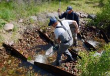 FWP angers fly fishermen by stopping trout restoration ~ Missoula Current