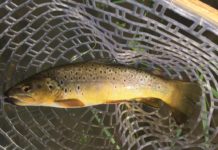 Weiss: Making the transition from turkey to trout