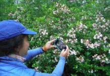 A hike in search of mountain laurel