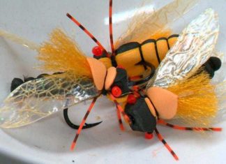 Cicada season helping anglers reel in big fish