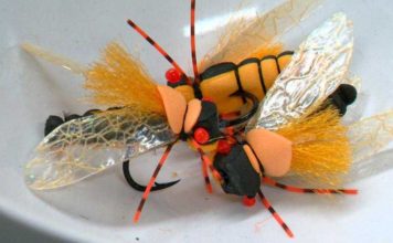 Cicada season helping anglers reel in big fish