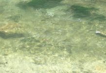 Between Me and the Trees | Hunting and Outdoors