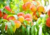 Ken Morris, Cooking for Comfort: Picking the Perfect Peach Recipe | Food