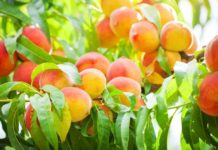 Ken Morris, Cooking for Comfort: Picking the Perfect Peach Recipe | Food