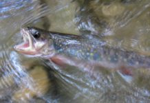 Randy Kesling: Protecting trout relies on rigorous pipeline oversight | Op-Ed Commentaries