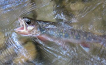 Randy Kesling: Protecting trout relies on rigorous pipeline oversight | Op-Ed Commentaries