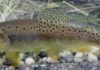 Idaho angler tackles elite trout fishing challenge: 20 native species across 12 states | Travel And Outdoors