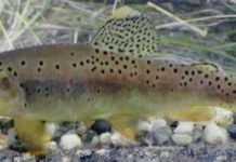 Idaho angler tackles elite trout fishing challenge: 20 native species across 12 states | Travel And Outdoors