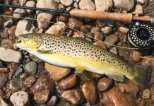 Gene Chague | Berkshire Woods and Waters: Discussing fly fishing’s future on another AuSable pilgrimage | Sports