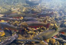 Cornell Brook Trout Conservation Field Day