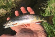 First and Ten | News Dakota