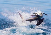 A Guide on Where and When to Go –