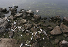 Why Are There So Many Dead Fish On The Shores Of Lake Ontario?