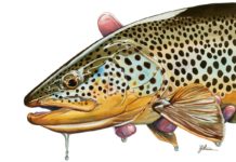 Opinion: Fish are caught in the middle of the catch-and-release debate